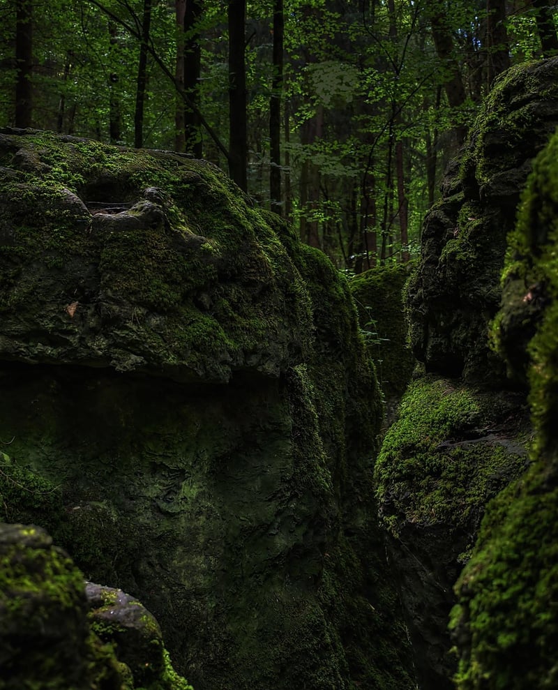 Enchanted Groves