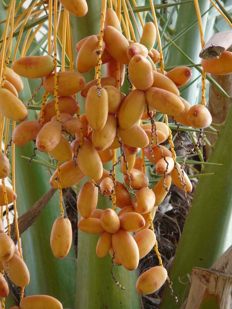 Phoenix Fruits